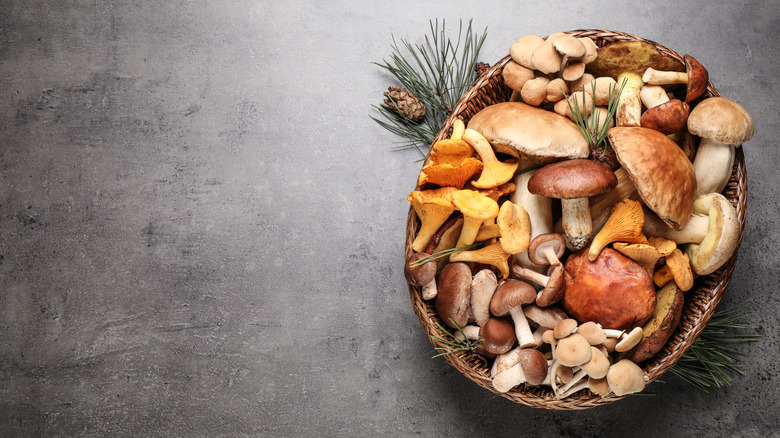 A basket of wild mushrooms