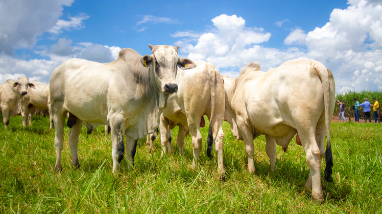 Cattle grazing in a field