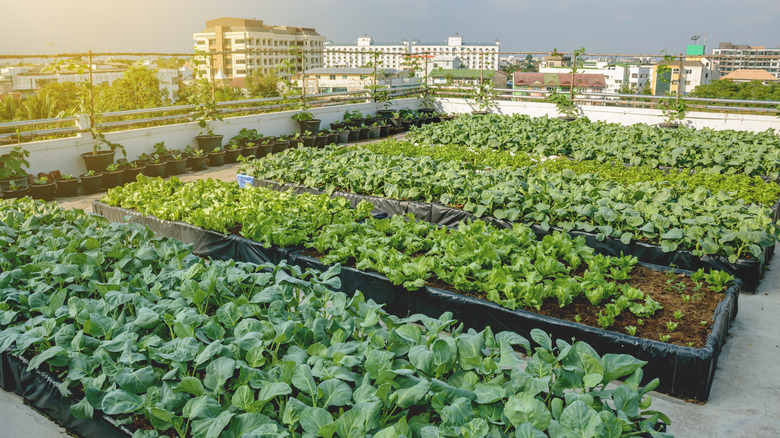 rooftop farm with rows of greens