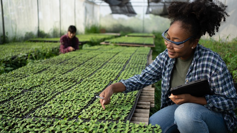 worker checking plants on hydroponic farm