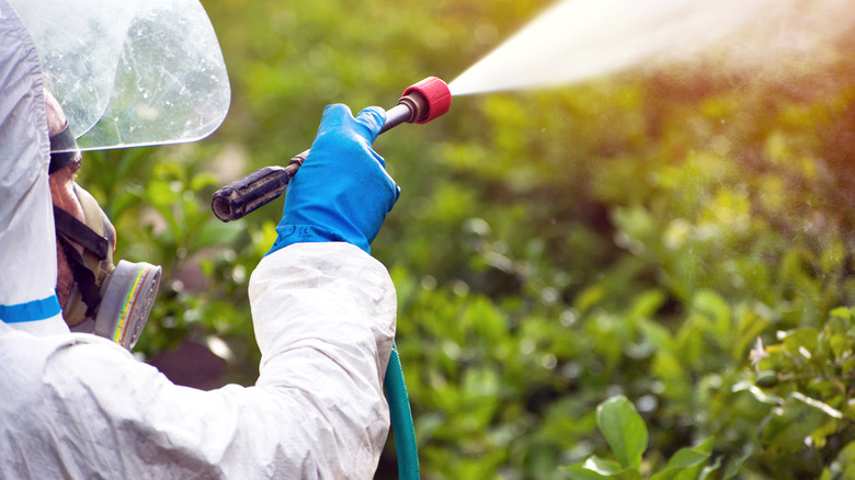 spraying pesticides in a field