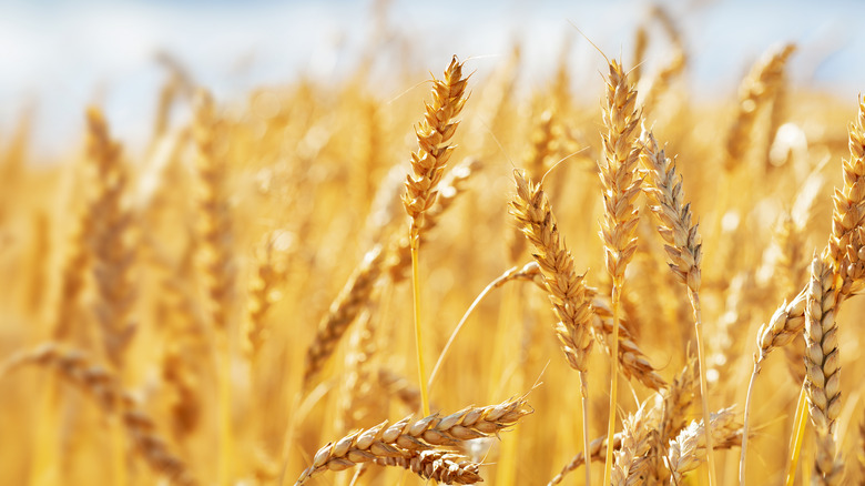 wheat fields