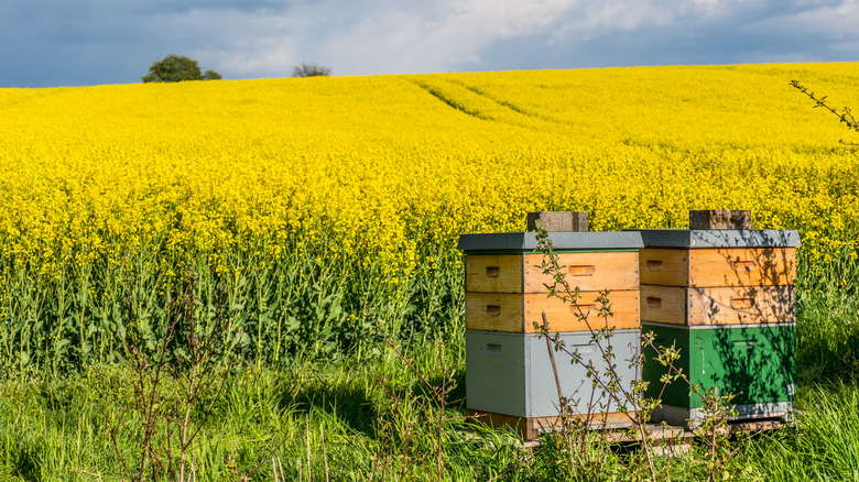 bee boxes on rapeseed field