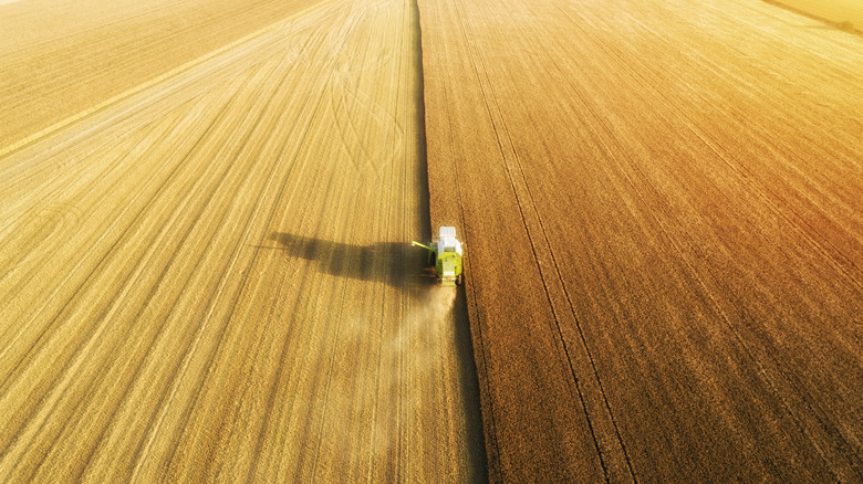 combine harvester cutting down field of wheat