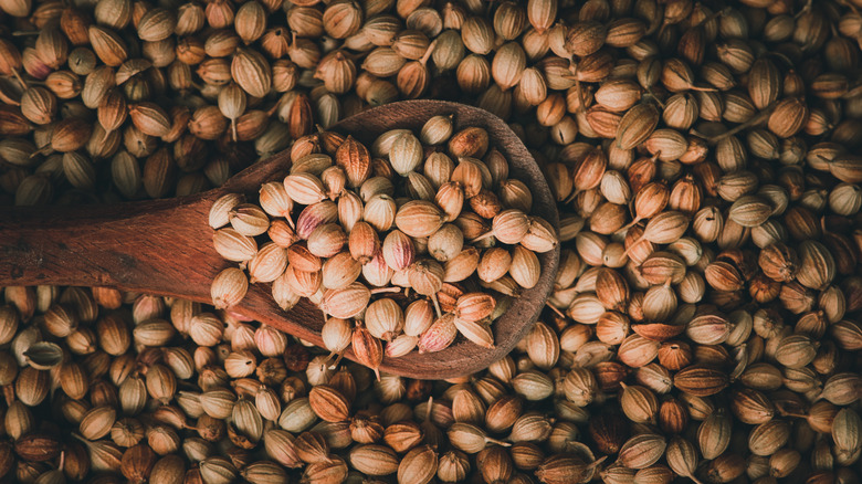 dried coriander seeds