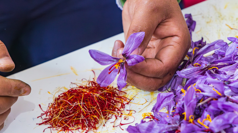 saffron flower and spice