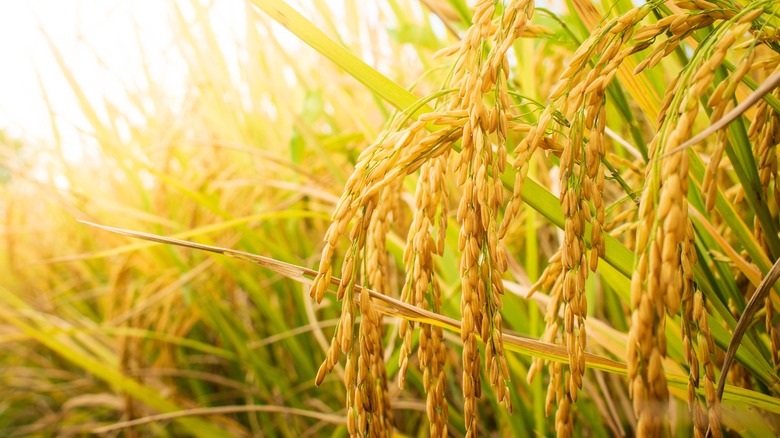 rice field in close-up