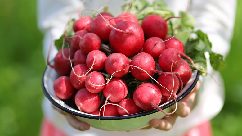 bowl of radishes