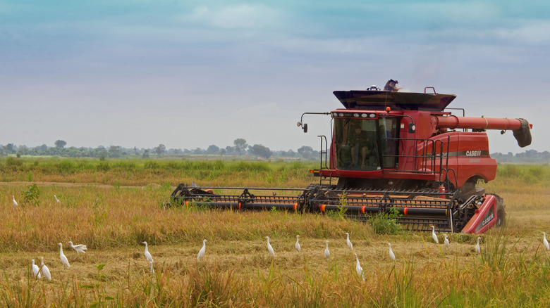 working fields in Nigeria pre-flood