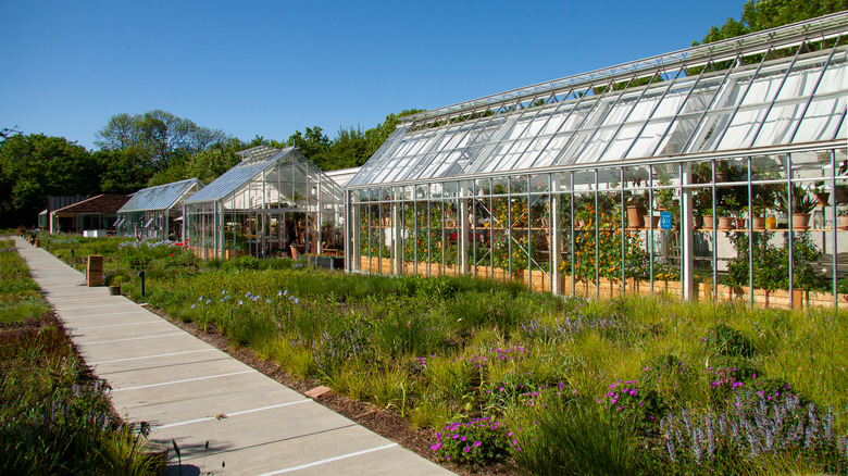 Noma's greenhouses