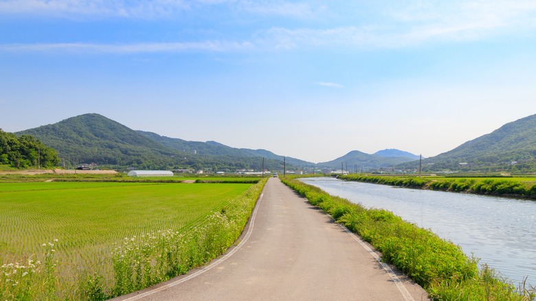 Korean rice paddy