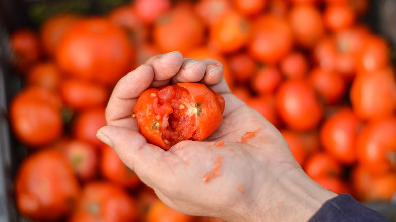 hand crushing a fresh tomato
