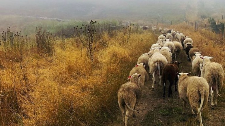 Sheep herd on farm path