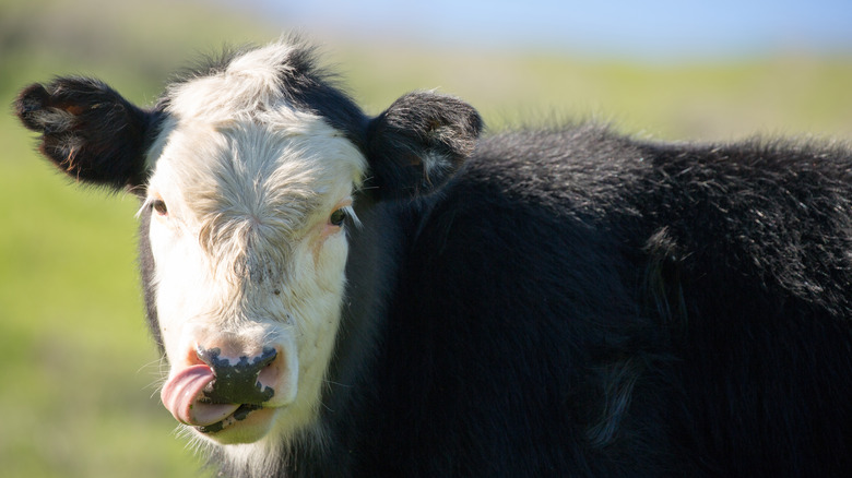 California dairy cow