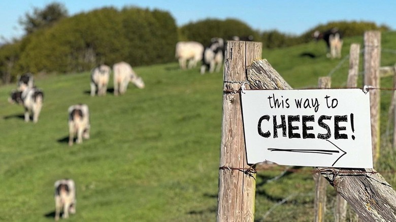 Fence sign and dairy cows