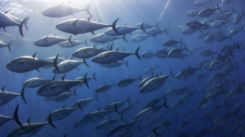 Schooling bluefin tuna swimming