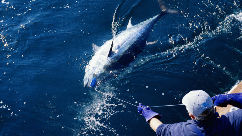 Catching bluefin tuna 