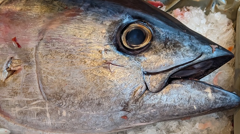 Tuna head on ice