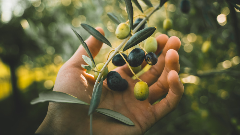Hand stroking olives