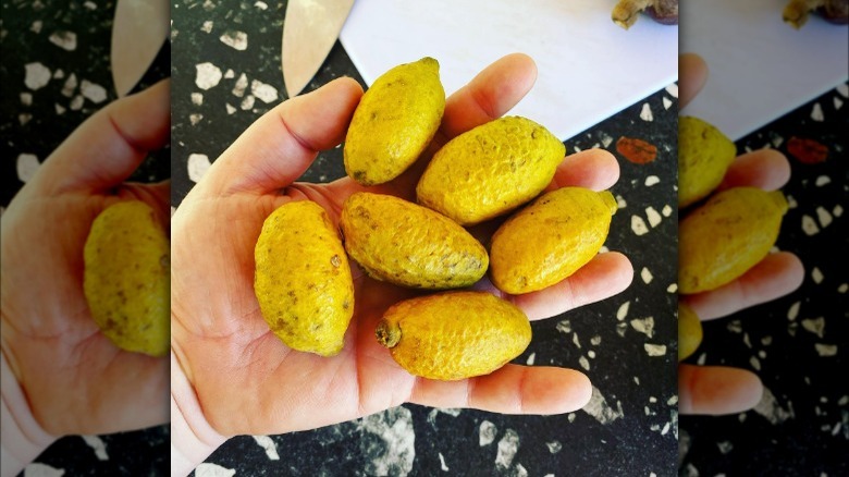 Person holding olosapo fruits