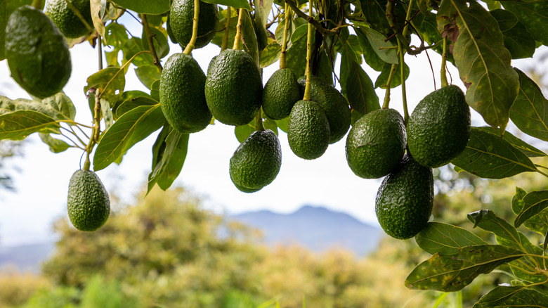 Avocados growing on a tree