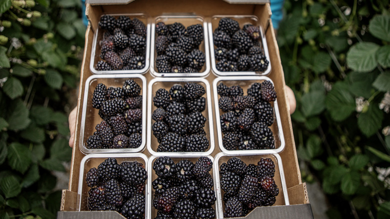 cartons of fresh blackberries