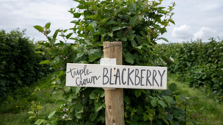 Sign for triple crown blackberries