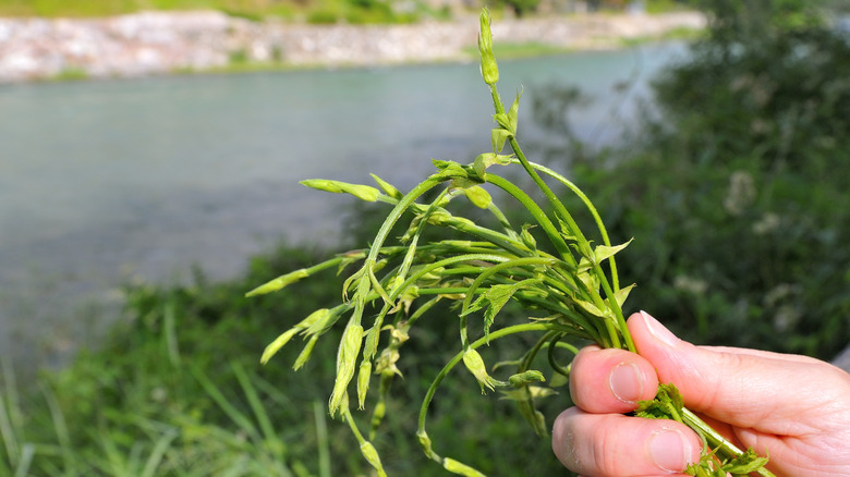 wild foraged hop shoots