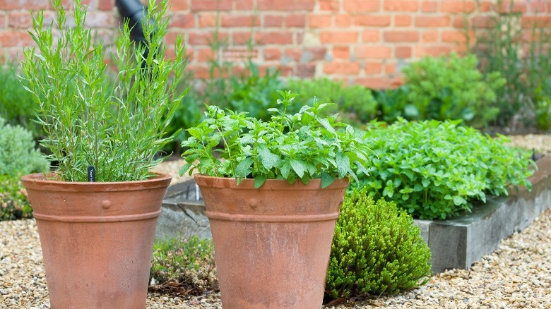 herb garden 