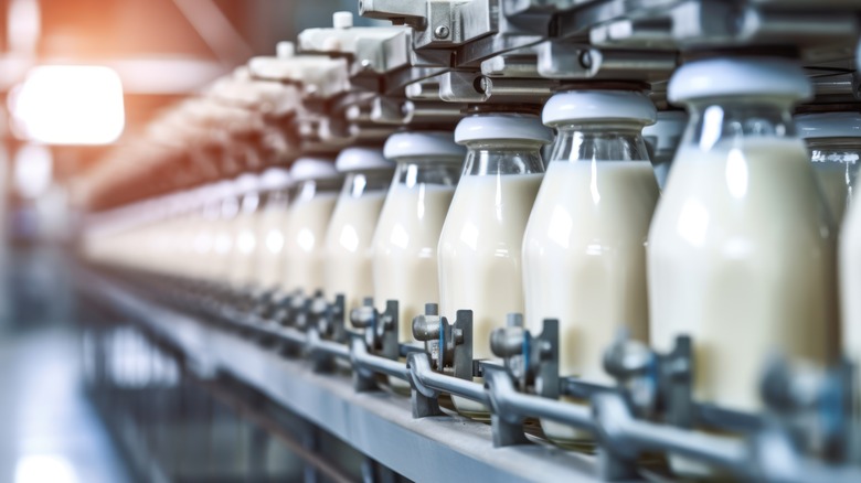 glass milk bottles at factory