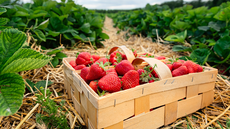 basket of strawberries