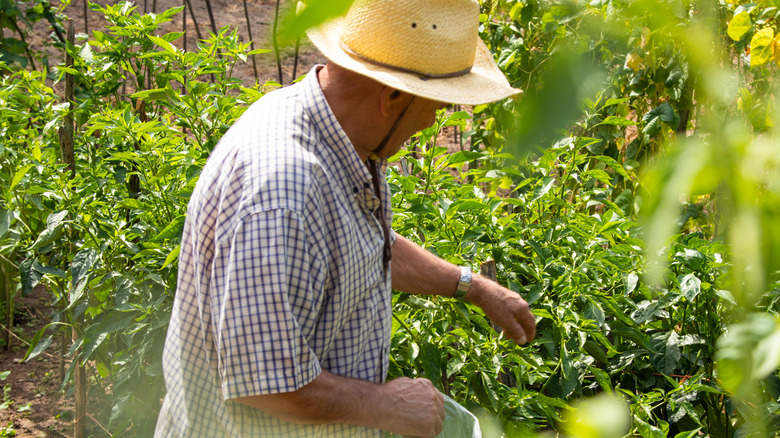 collecting Padrón peppers in a garden