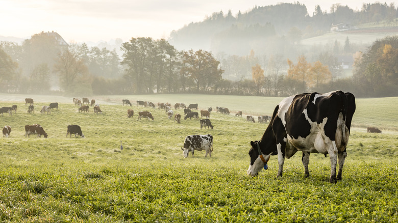 cows in pasture