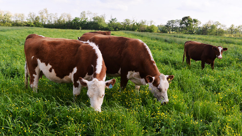 Cows grazing on grass