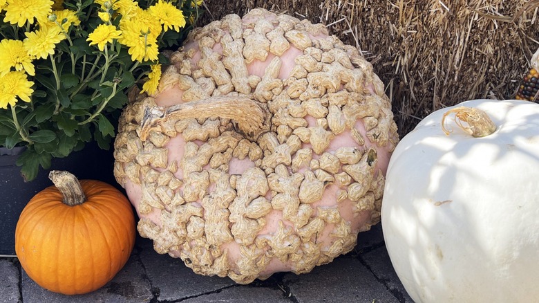 Peanut pumpkin next to a small orange pumpkin