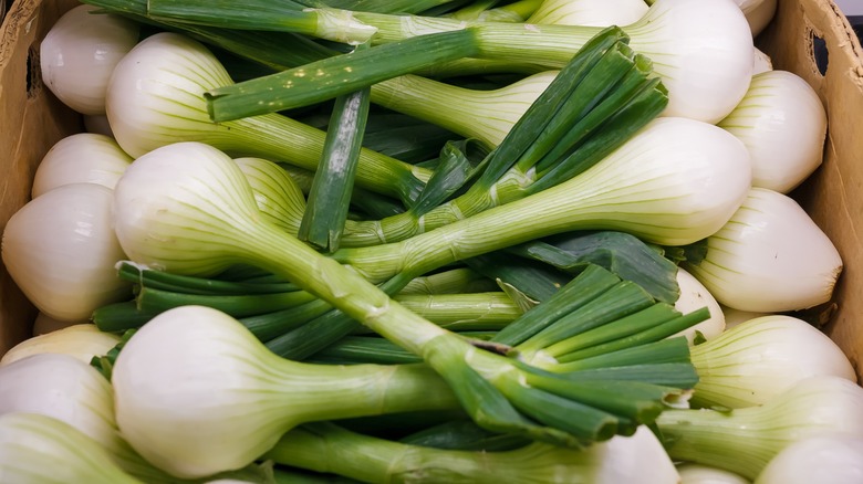 Top-down view of several fresh spring onions