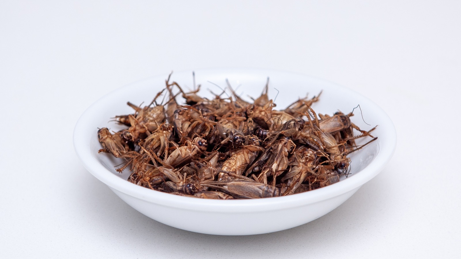 people-with-shellfish-allergies-should-think-twice-before-eating-insects