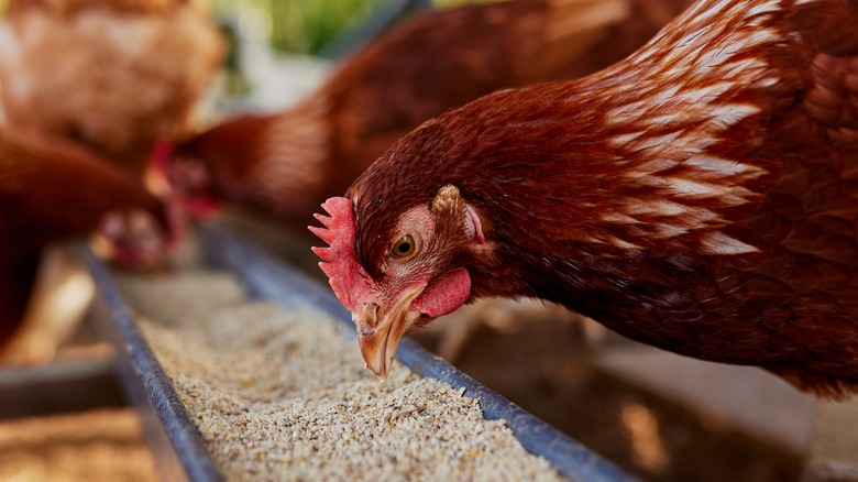 chickens feeding