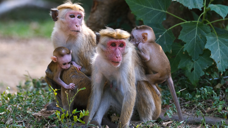 Macaque monkeys in Thailand