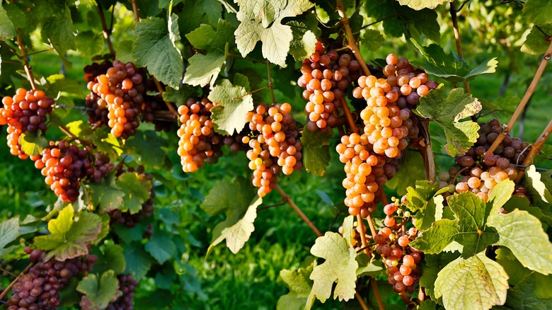 Pinot grigio grapes in vineyard