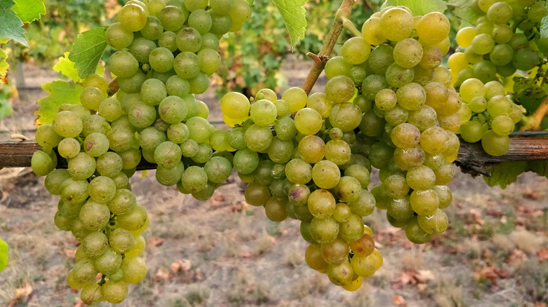 Sauvignon blanc grapes in vineyard