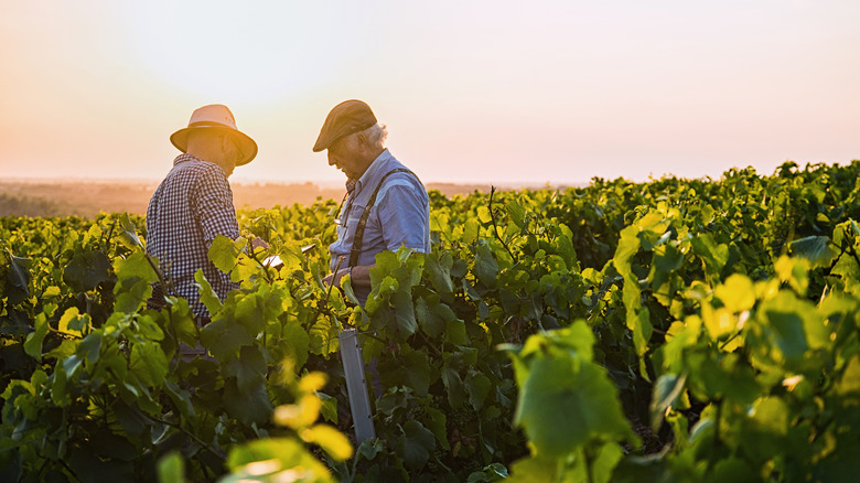 Farm workers in a vineyard