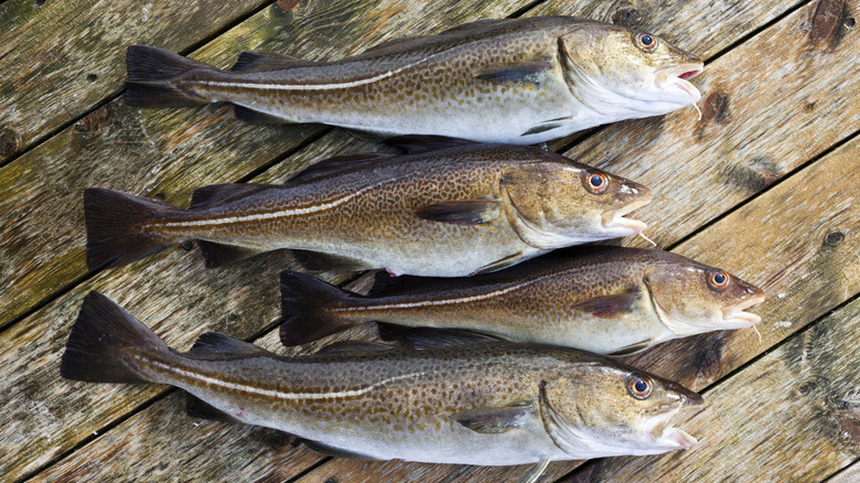 Atlantic cod on wooden table