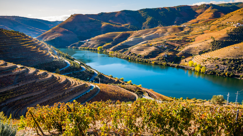 Douro valley vineyards and river