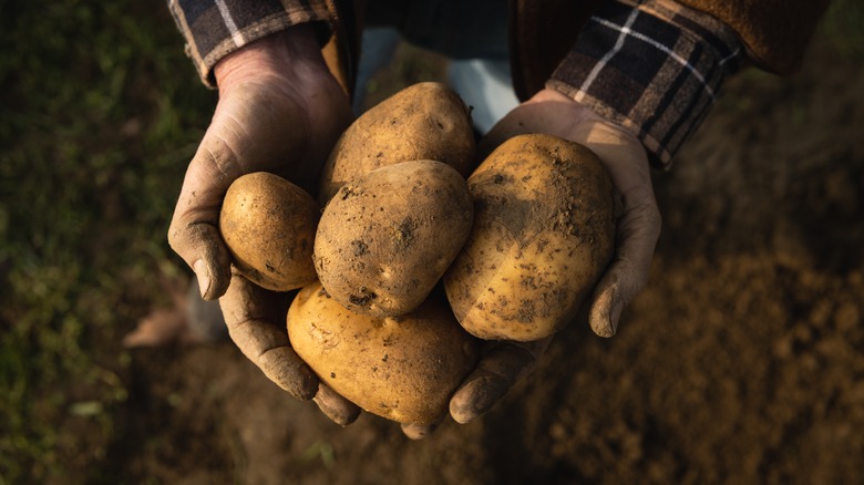 Farmer holding potatoes 