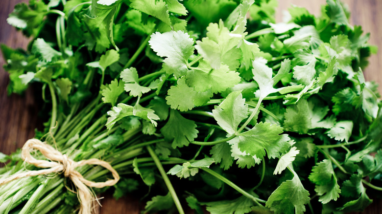 Close-up of a tied bunch of fresh cilantro
