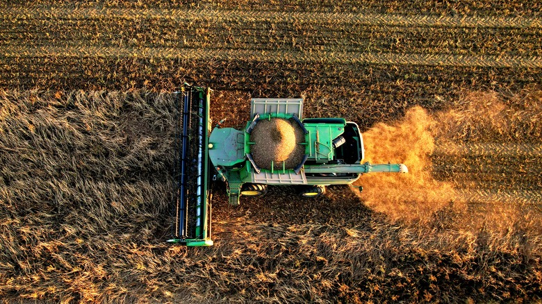 Harvesting grain from corn fields