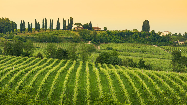 Hills of Prosecco wine country