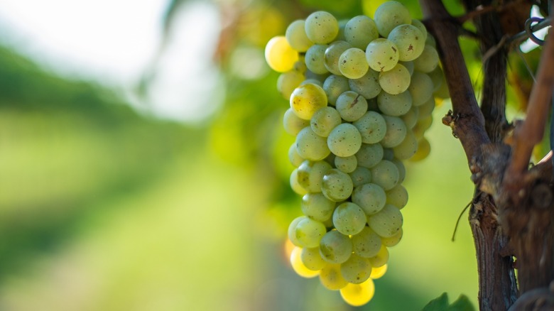 Close-up of white wine grapes on vine