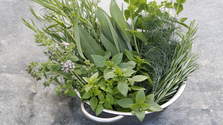 Herbs in a colander